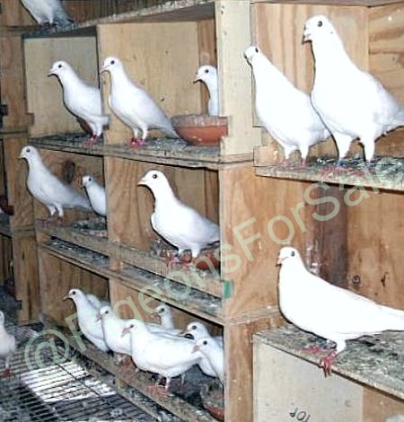 pet doves for sale