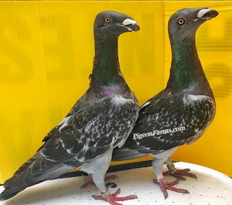 Exhibition Exotic Homer Pigeons For Sale Pigeons For Sale Pigeon