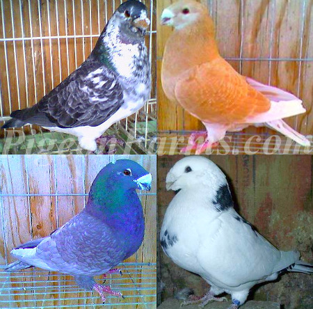 Pigeons For Sale | Pigeon Farms & Co. - Call (562) 235-1829