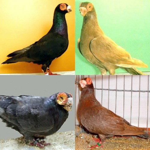 Barb Pigeons