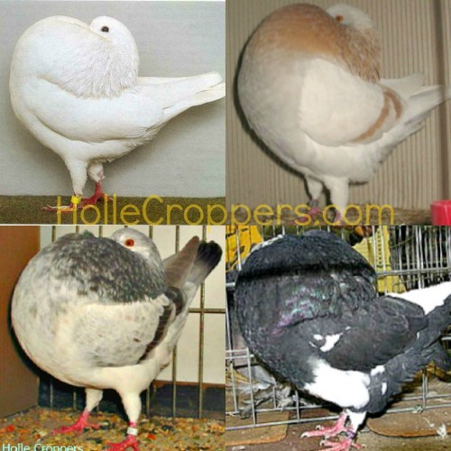 Holle Cropper pigeons for sale sample 1