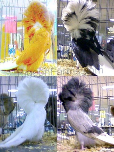 Jacobin Pigeons For Sale