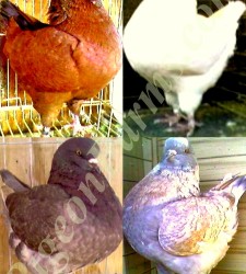 Show King Pigeons For Sale