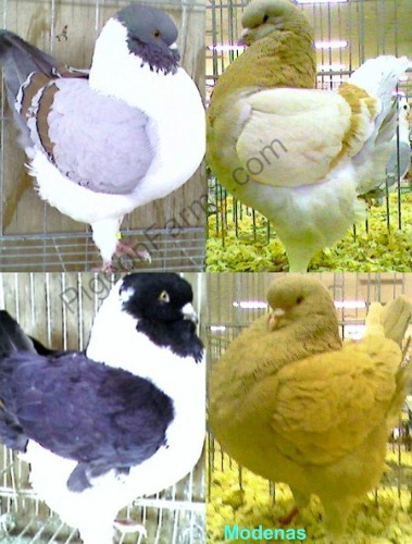 Modena Pigeons For Sale