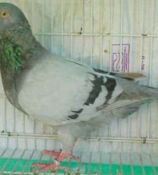 Silver King Pigeons For Sale