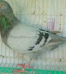 Silver King Pigeons For Sale