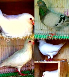 Squabbing King Pigeons For Sale