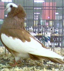 Komorner Tumbler Pigeons For Sale