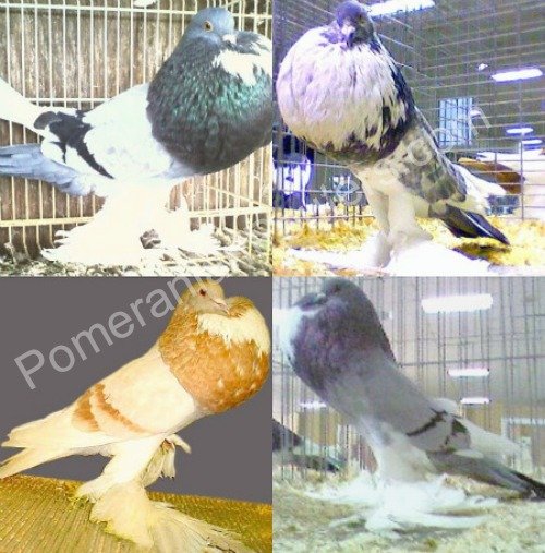 Pomeranian Pouters Pomeranian Pouters