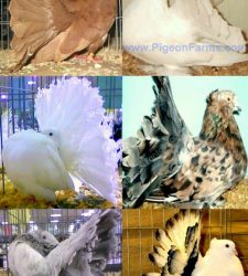 Fantail Pigeon for sale