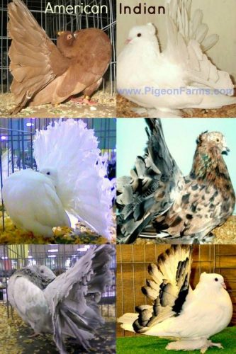 Fantail Pigeon for sale