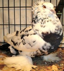 Hungarian House pigeons for sale