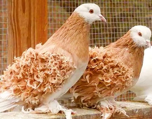 Fancy Pigeons For Sale - Pigeon Farms - Call (562) 235-1829