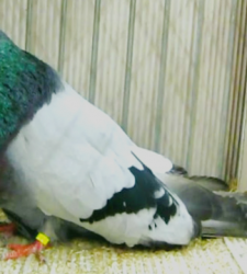 German Cropper Pigeons for sale sample 1