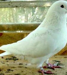 Swiss Mondain Pigeons for sale 2