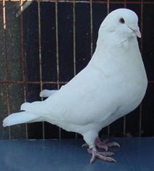 Indain Mndain Pigeons for sale 6