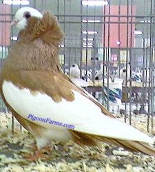 Komorner Tumbler Pigeons