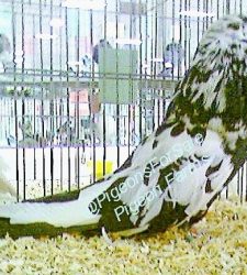 German-Cropper-pigeons-For-sale(1)