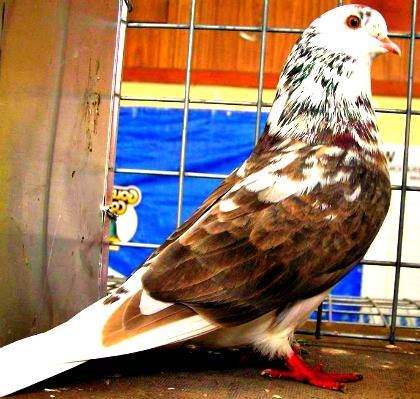 Roller Pigeons For sale